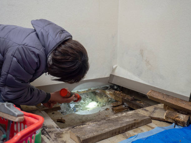 Burlington, WA Mold Removal Company