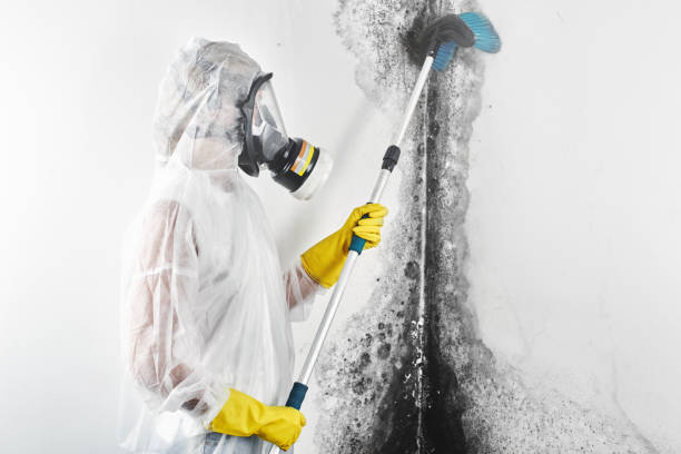 Best Real Estate Mold Inspection  in Burlington, WA