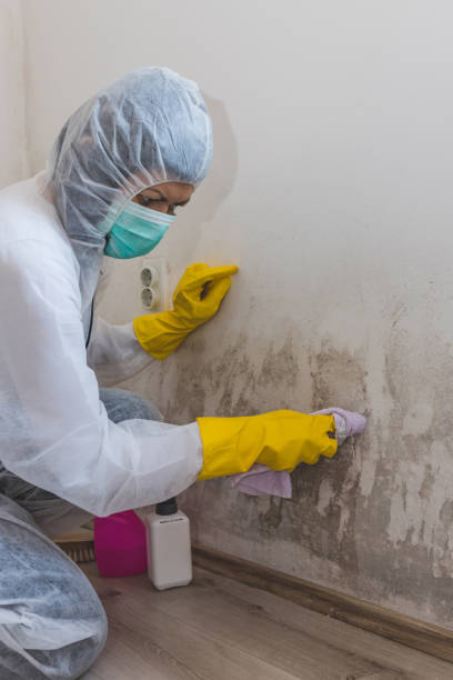 Best Residential Mold Inspection & Testing  in Burlington, WA
