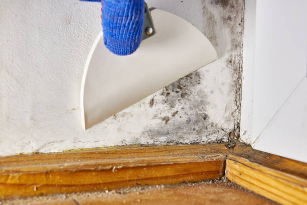 Best Water Damage & Mold Remediation  in Burlington, WA